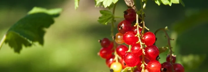 Rote Johannisbeeren an einem Strauch